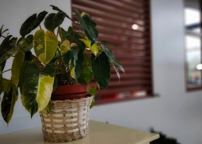 Disebut Bawa Sial, Ini 6 Tanaman Hias yang Kurang Cocok untuk Dalam Ruangan!