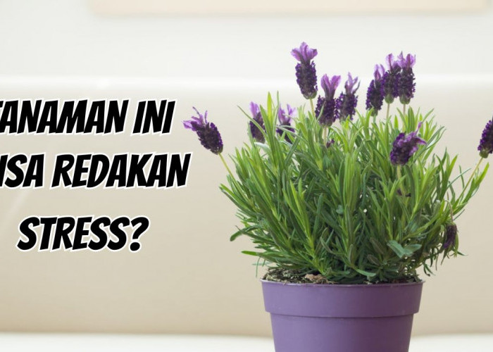 Redakan Stress dengan Merawat 4 Tanaman Hias Pembawa Keberuntungan di Rumah Ini! 