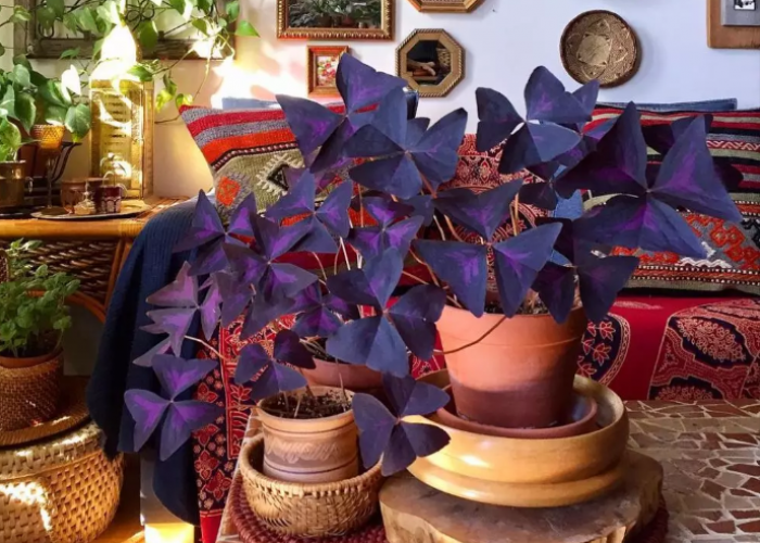 Rekomendasi Desain Interior Alami yang Estetk, 5 Macam Tanaman Hias Daun Ungu untuk Dekorasi Dalam Rumah