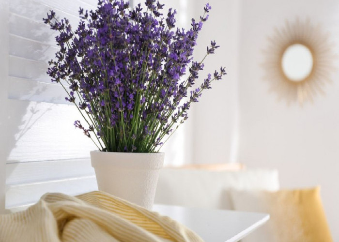 5 Jenis Tanaman Hias dengan Wangi Paling Awet di Dalam Rumah, No 5 Paling Tahan Lama