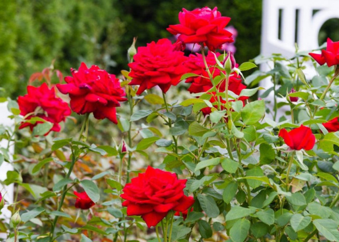 Cantik Namun Mematikan, Berikut Rekomendasi 5 Jenis Tanaman Hias Berduri Tajam