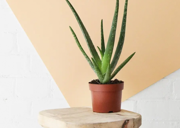 Udara Bebas Polusi, 7 Macam Tanaman Hias yang Berfungsi Sebagai Filter Alami dan Dekorasi untuk Interior Rumah