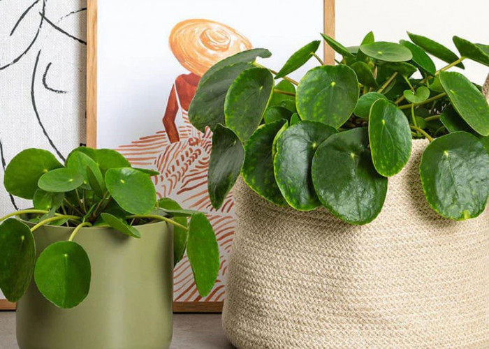 6 Rekomendasi Dekorasi Tanaman Hias Perawatan Minimalis, yang Bisa Saring Polusi & Jarang Diketahui