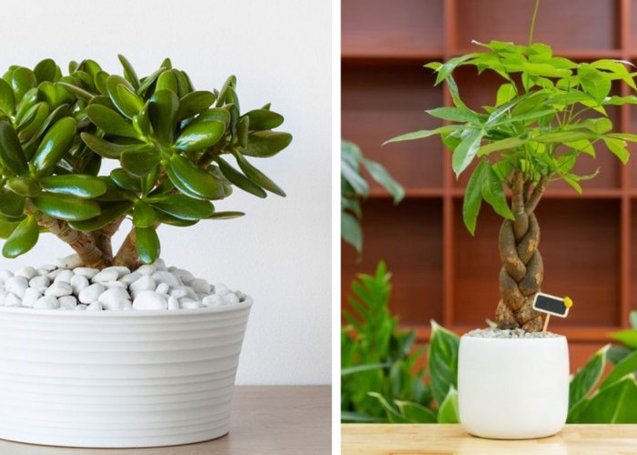 5 Tempat Terbaik Untuk Menempatkan Tanaman Pembawa Keberuntungan di Rumah, Lengkap Dengan Penjelasan