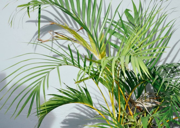 Penarik Rezeki & Kekayaan, 5 Tanaman Hias Outdoor Pembawa Hoki, Bikin Tampilan Segar & Penuh Energi Positif