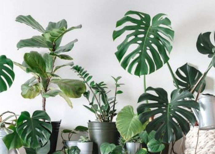 Bikin Teras Lebih Berkesan & Mengundang Rezeki, Berikut 6 Tanaman Hias Outdoor Pembawa Keberuntungan Estetik