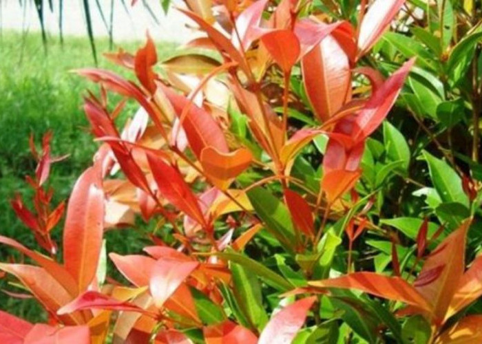 Teras Rumah Panas? 6 Pohon Peneduh Dalam Pot Ini Bikin Hunian Modern Adem, Estetik dan Lebih Hidup