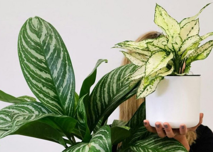 Dekorasi dengan Manfaat Kesehatan, Berikut 5 Tanaman Hias Pembawa Keberuntungan dan Cara Merawatnya