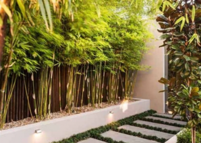 Dipercaya Sebagai Pembawa Hoki, 5 Tanaman Hias Pembawa Keberuntungan ini Wajib di Tanam Depan Rumah