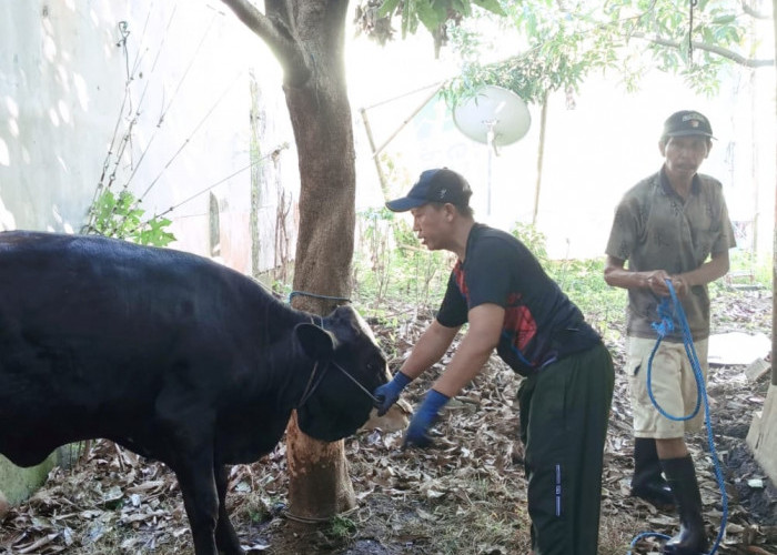 DPD Golkar Majalengka Tebar Ribuan Paket Daging Kurban, Perkuat Kepedulian Sosial Iduladha 1447 H