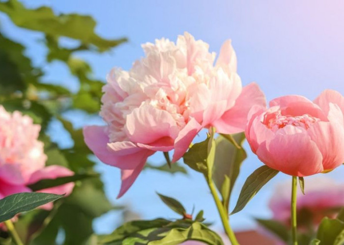 Energi Positif dari Depan Rumah, 6 Tanaman Feng Shui yang Dipercaya Bawa Keberuntungan dan Kemakmuran