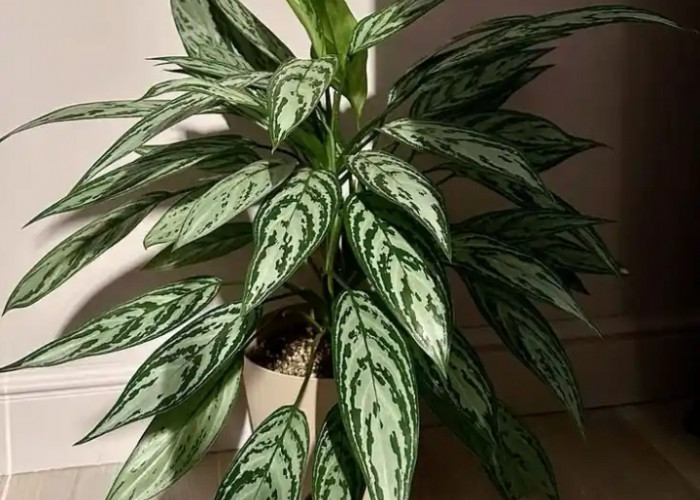 Penarik Kekayaan & Penangkal Energi Negatif, Ini 6 Tanaman Hias Outdoor Pembawa Keberuntungan Penghuni Rumah