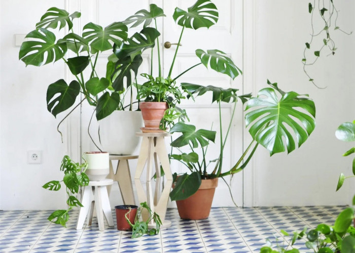 Bikin Napas Lebih Segar! 5 Tanaman Ini Diam-Diam Produksi Oksigen Gak Cuma Cantik! 