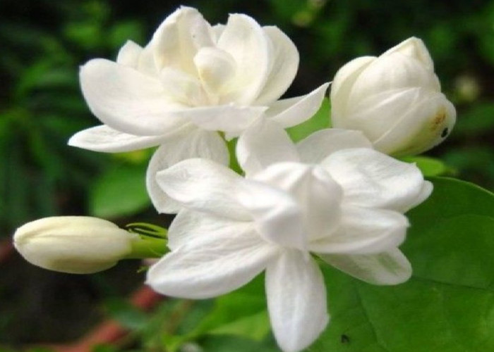 Buat Tidur Jadi Lebih Nyenyak, Berikut 3 Manfaat Menanam Tanaman Melati di Dalam Kamar 