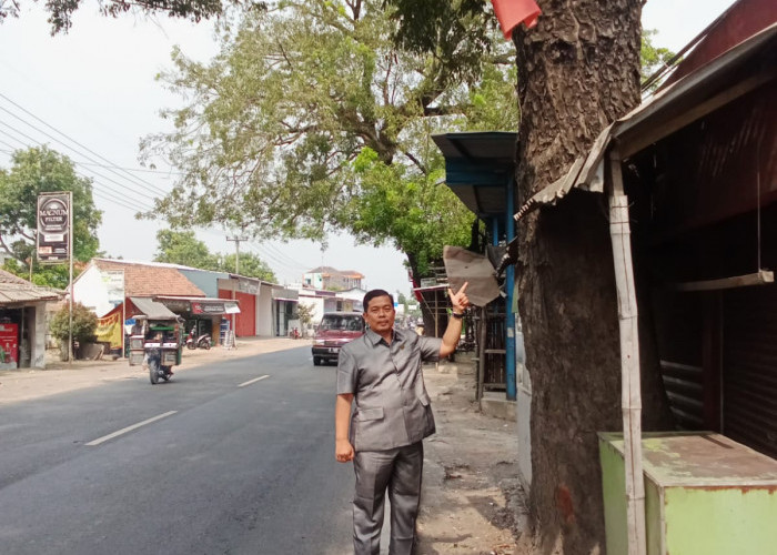 Pengajuan Penebangan Pohon Langsung ke PU Pusat