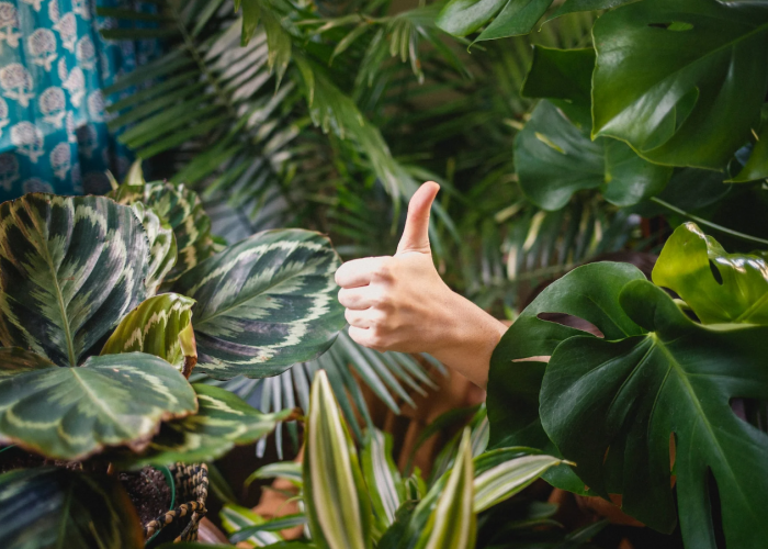 Tanaman Hias ini Bikin Halaman Rumah Jadi Makin Cantik Tanpa Renovasi Mahal