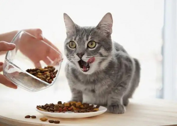 Cara Mudah Membuat Makanan Kucing Kering Untuk Kucing