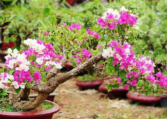 Bisa Jadi Peneduh, 6 Tanaman Hias yang Cocok Ditanam Depan Rumah, Bikin Halaman Lebih Menarik, Asri & Segar