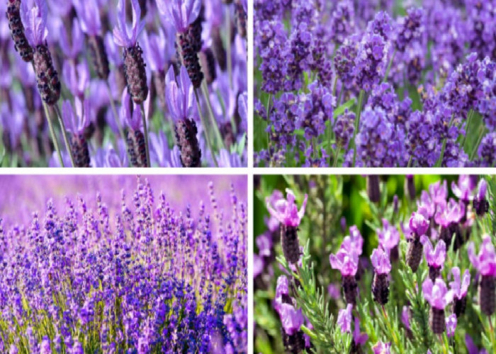 6 Jenis Tanaman Hias Penghasil Aroma Wangi Terbaik dan Tahan Lama, No 1 Bisa Usir Nyamuk dari Rumah!