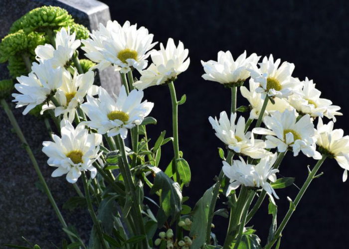 6 Plihan Tanaman Hias untuk Dekorasi Lebaran 2026, Cocok Dipajang di Ruang Tamu Bikin Interior Segar