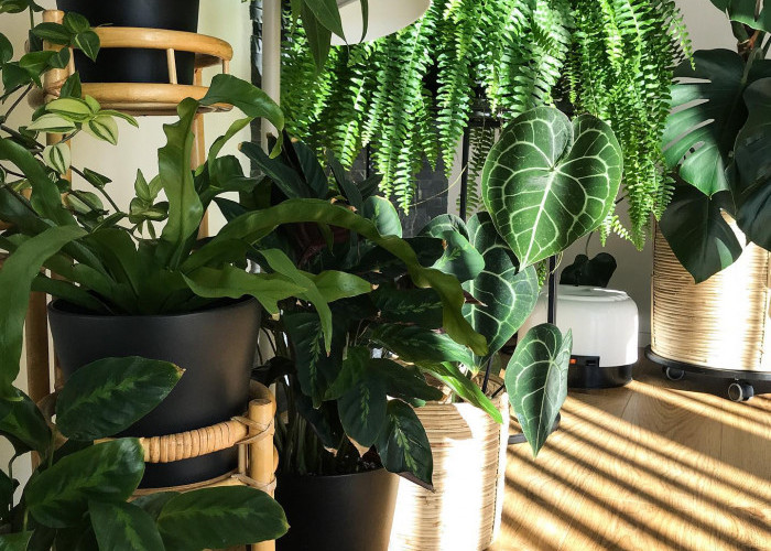 Udara Rumah Kotor? 5 Tanaman Ini Bisa Jadi Air Purifier Alami 
