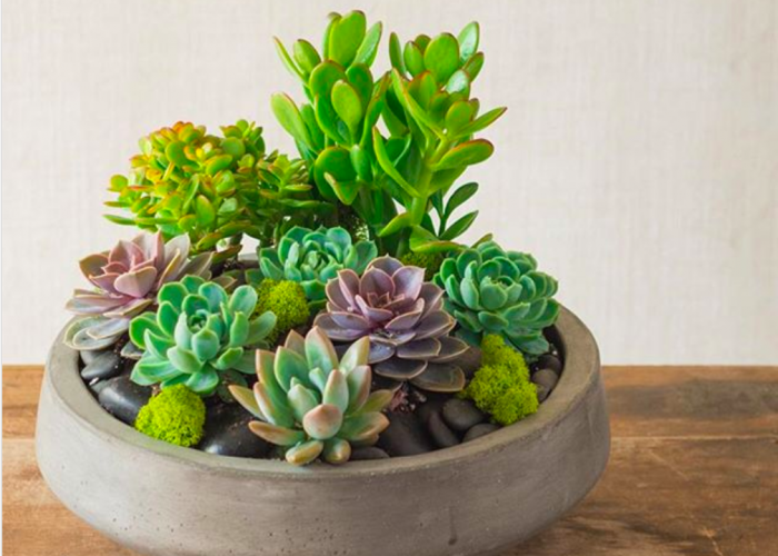 Cantik Tapi Berisiko! Ini 5 Tanaman Hias yang Kurang Cocok Diletakkan di Dalam Ruangan, Alasannya Bikin Kaget