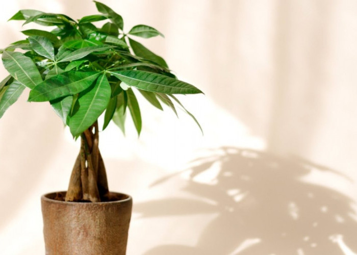 Simbol Keberuntungan & Kekayaan, Ini 5 Tanaman Hias Indoor Pembawa Rezeki yang Bikin Pemilik Rumah Banjir Hoki