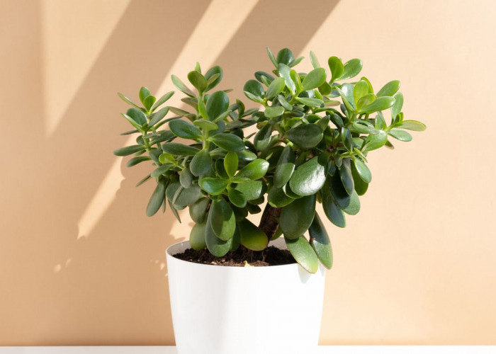 Bawa Keberuntungan & Kekayaan Finansial, Ini 5 Tanaman Hias Pembawa Rezeki di Ruang Tamu