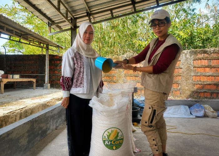 Terra Corn Majalengka Kirim Perdana 2 Ton Tepung Jagung ke Cirebon, Kontrak Capai 10 Ton per Pekan