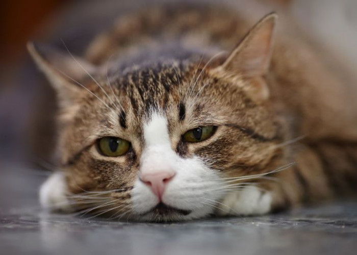 Sering Disepelekan! Ini 5 Penyebab Kucing Flu dan Batuk di Musim Hujan, Serta Cara Pencegahannya