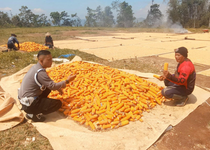 Majalengka Bidik Produksi Jagung 112 Ribu Ton pada 2026