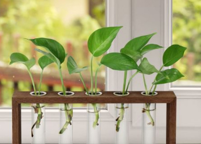 5 Tanaman Hias Hidroponik Terpopuler Berikut Ini Mudah Dirawat & Hemat Tempat, Cocok Untuk Dekorasi Minimalis