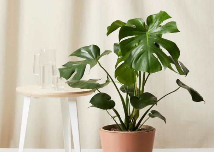 4 Tanaman Hias Indoor Minimalis yang Cocok Untuk Ruang Tamu, Bisa Menyaring Polusi & Rumah Jadi Asri