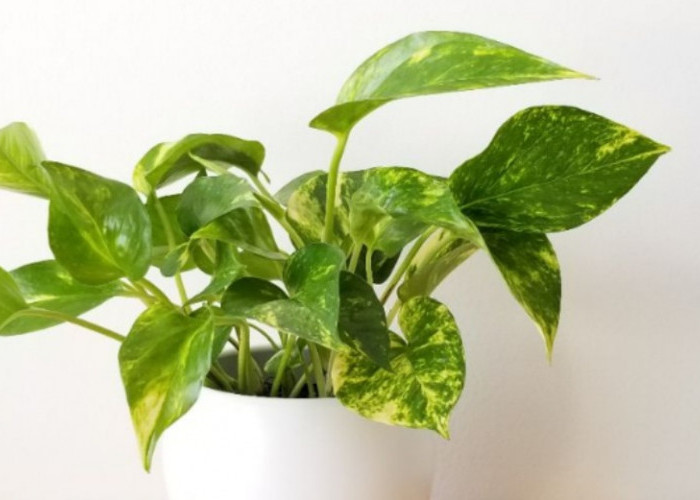 5 Tanaman Hias Pembawa Hoki di Depan Rumah, Dipercaya Bisa Menarik Rezeki Bagi Pemilik Hunian