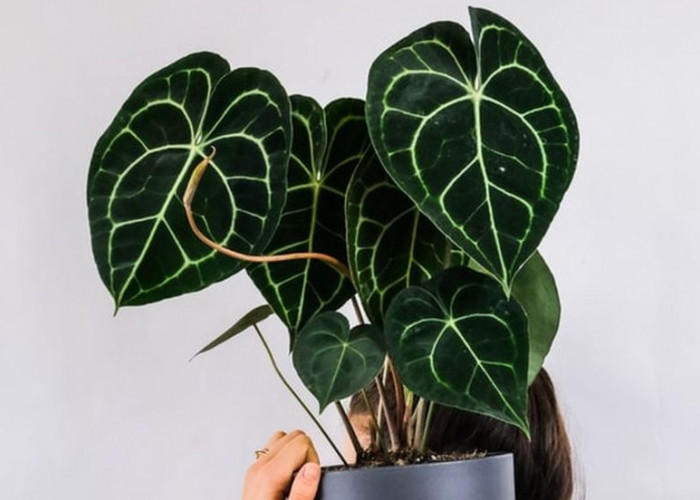 Tanam Dekat Pintu Bisa Mengundang Rezeki, Berikut 6 Tanaman Hias Outdoor Pembawa Keberuntungan Terpopuler