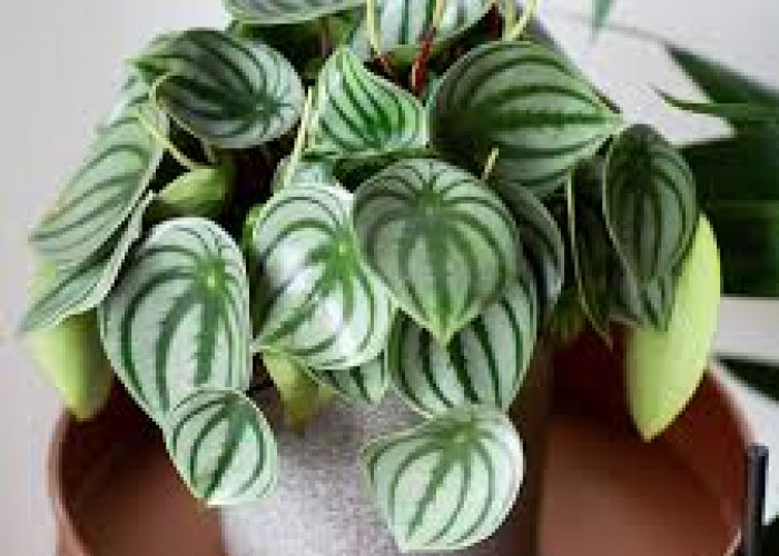 Pemula Harus Tahu! 6 Tanaman Indoor Minim Perawatan, Cocok untuk Dekorasi Rumah Estetik Tanpa Ribet