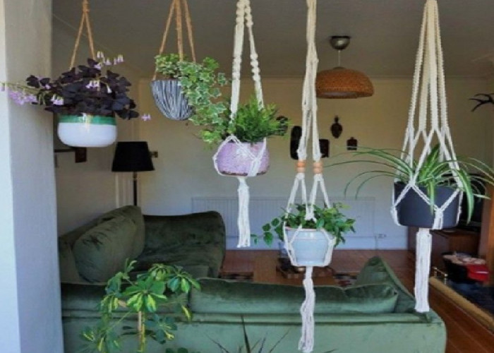 Jadi Pewangi Alami di Dalam Ruangan, Berikut 5 Tanaman Hias Gantung Penghasil Oksigen di Dalam Rumah