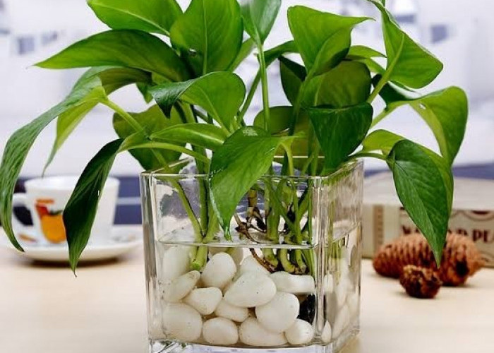 7 Tanaman Hias Hidroponik Indoor yang Estetik & Mudah Dirawat, Cocok untuk Dekorasi Rumah Minimalis