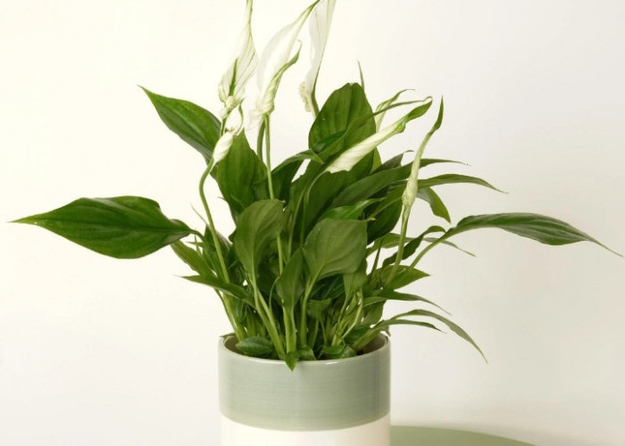 Bikin Suasana Rumah Damai & Harmonis, 5 Tanaman Hias Indoor Pembawa Energi Positif, Dekorasi Menyejukkan Mata