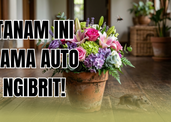 Wajib Punya! Ini Daftar 3 Tanaman Hias Pembawa Hoki Pengusir Hama di Rumah