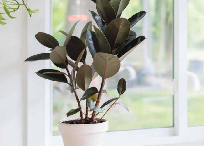 Bikin Rumah Nyaman & Perbanyak Rezeki, Berikut 6 Tanaman Pembawa Keberuntungan Cocok Untuk Dalam Rumah
