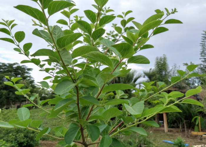 Tolak Santet dan Energi Negatif Pakai 6 Tanaman Hias Penangkal Sihir Menurut Primbon Jawa yang Wajib Dimiliki