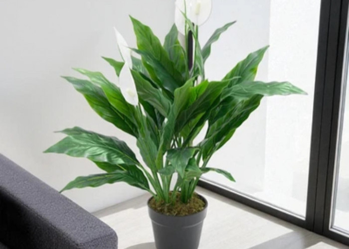 Minimal Punya 1 di Rumah! 6 Tanaman Hias Pembersih Udara untuk Dekorasi di Sudut Ruangan yang Penuh Manfaat