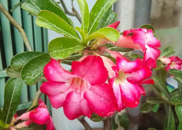 7 Tanaman Hias Outdoor Populer dengan Daun Unik dan Bunga Warna Warni, Taman Jadi Lebih Hidup