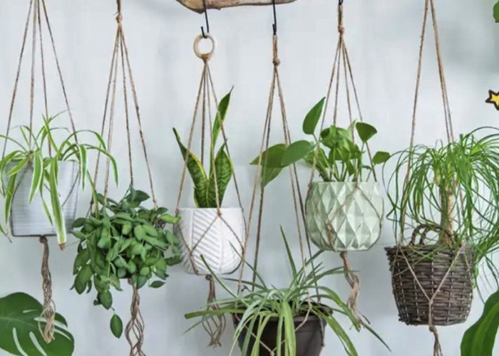 10 jenis tanaman hias yang cocok digantung didepan rumah 
