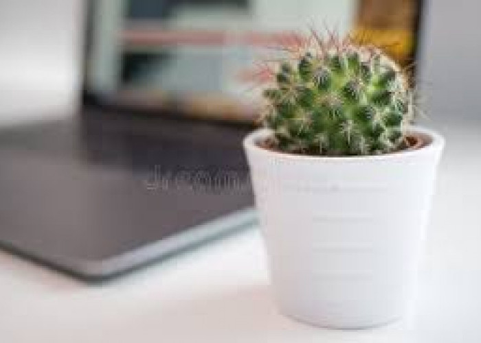 Bikin Vibes Positif, Ini 5 Tanaman Hias di Ruang Kerja dengan Tampilan Estetik dan Minimalis 