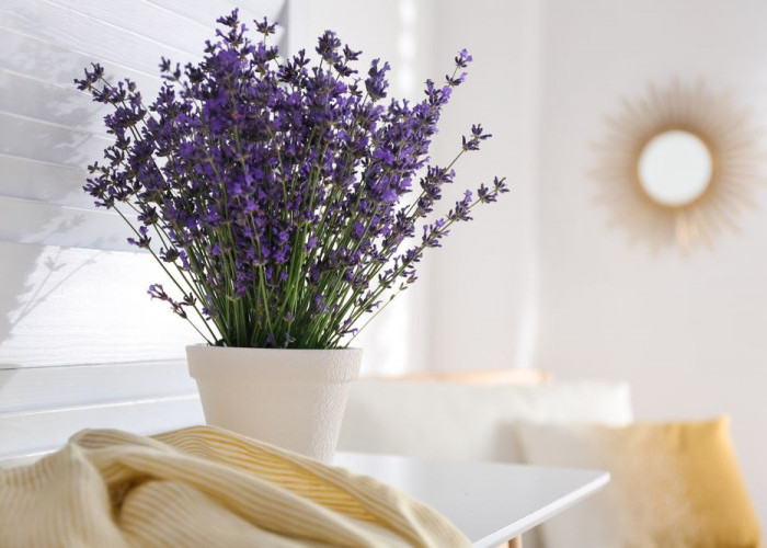 Bikin Tidur Nyenyak & Bebas Nyamuk, Ini 5 Tanaman Hias di Kamar Tidur, Visual Estetik & Aroma Menenangkan