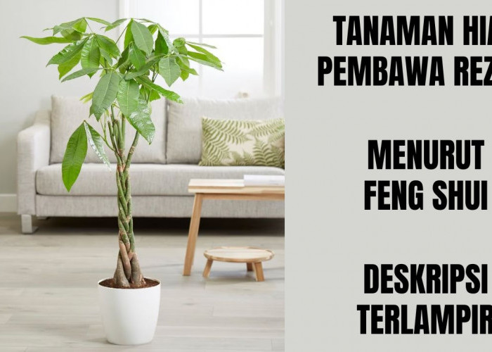 3 Tanaman Hias Pembawa Rezeki Untuk Tempat Usaha Menurut Feng Shui yang Wajib Kamu Miliki!