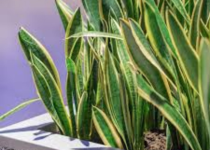 Percantik Halaman Rumah Tanpa Repot! Ini 6 Tanaman Hias Outdoor yang Mudah Dirawat & Tahan Banting