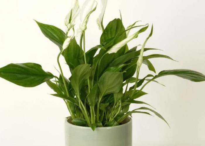 Bersihkan Udara di Rumah, Berikut 10 Tanaman Hias Pembersih Udara Anti Polutan yang Wajib Kamu Pelihara